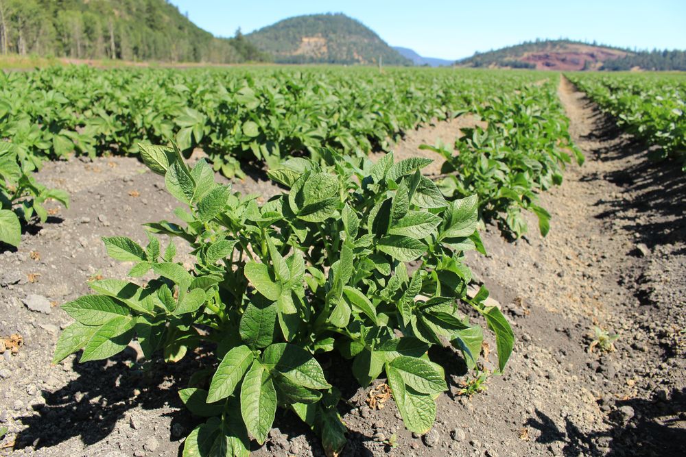 Close-up of potato plants growing in a row with mountains in the distance