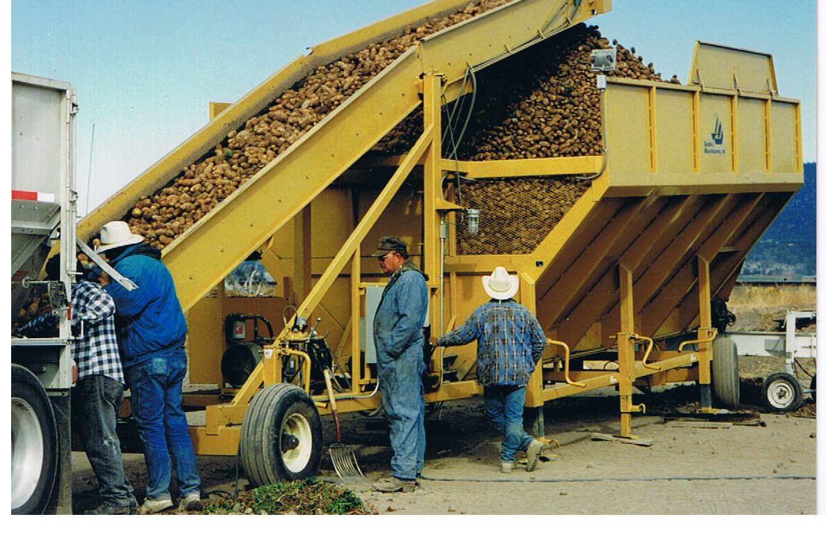 Workers loading harvested seed potatoes into a yellow field hopper