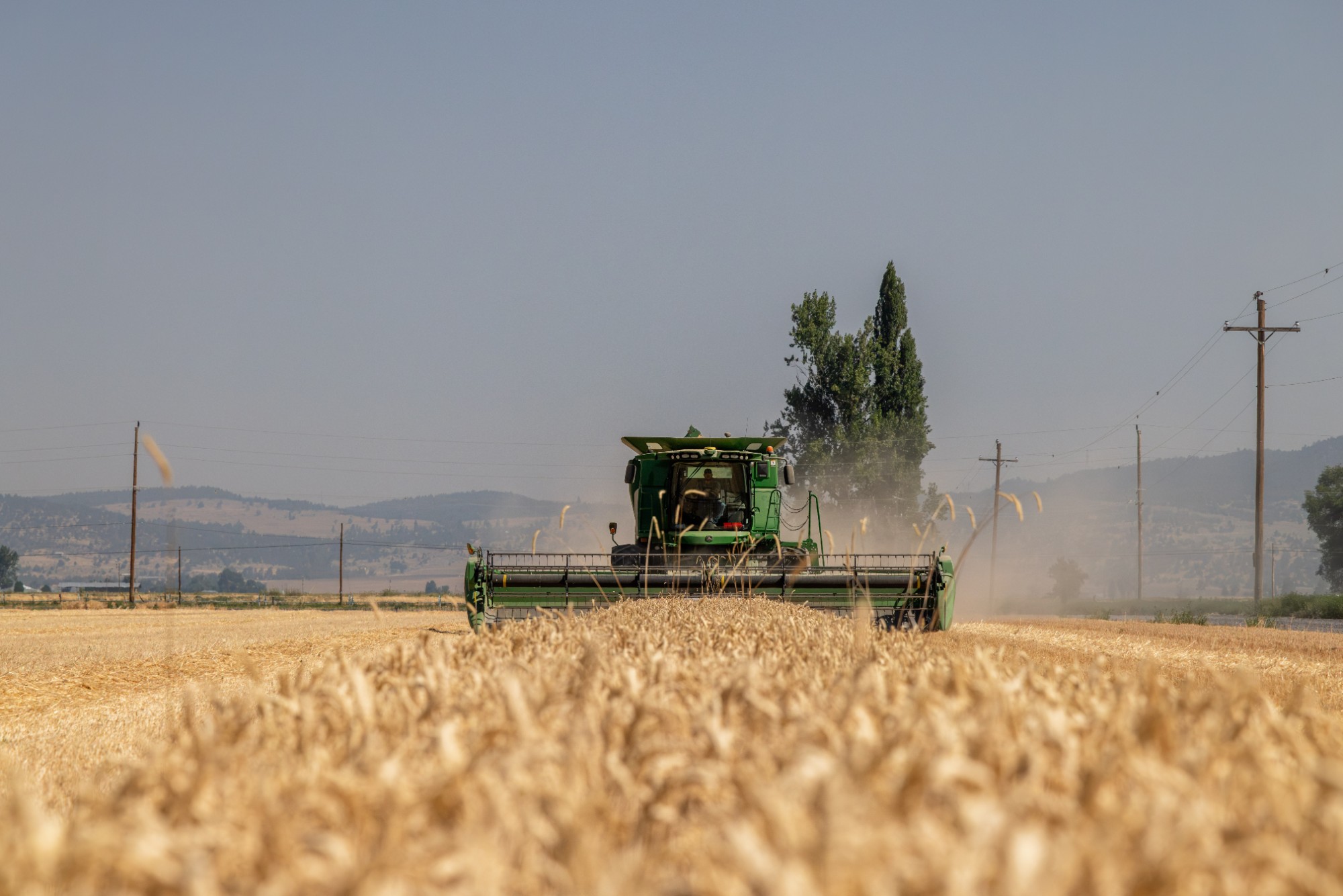 A green combine harvesting a golden grain field, with hills in the distance
